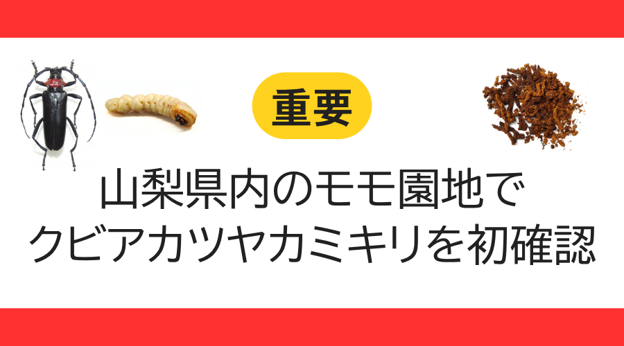 【注意】山梨県内のモモ園地で「クビアカツヤカミキリ」が初確認されました。